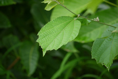 Grewia abutilifolia